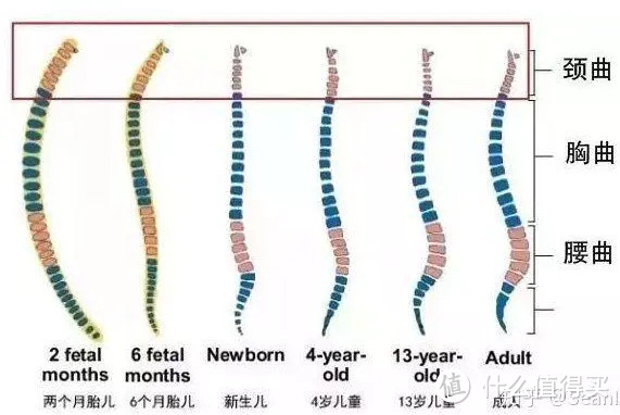 不同年龄段的脊柱曲度变化。