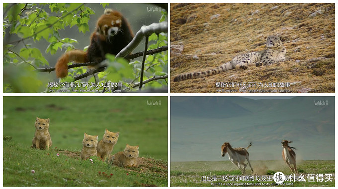 豆瓣高分篇五俯瞰地球b站八部神級紀錄片帶你領略大自然與動物之間的