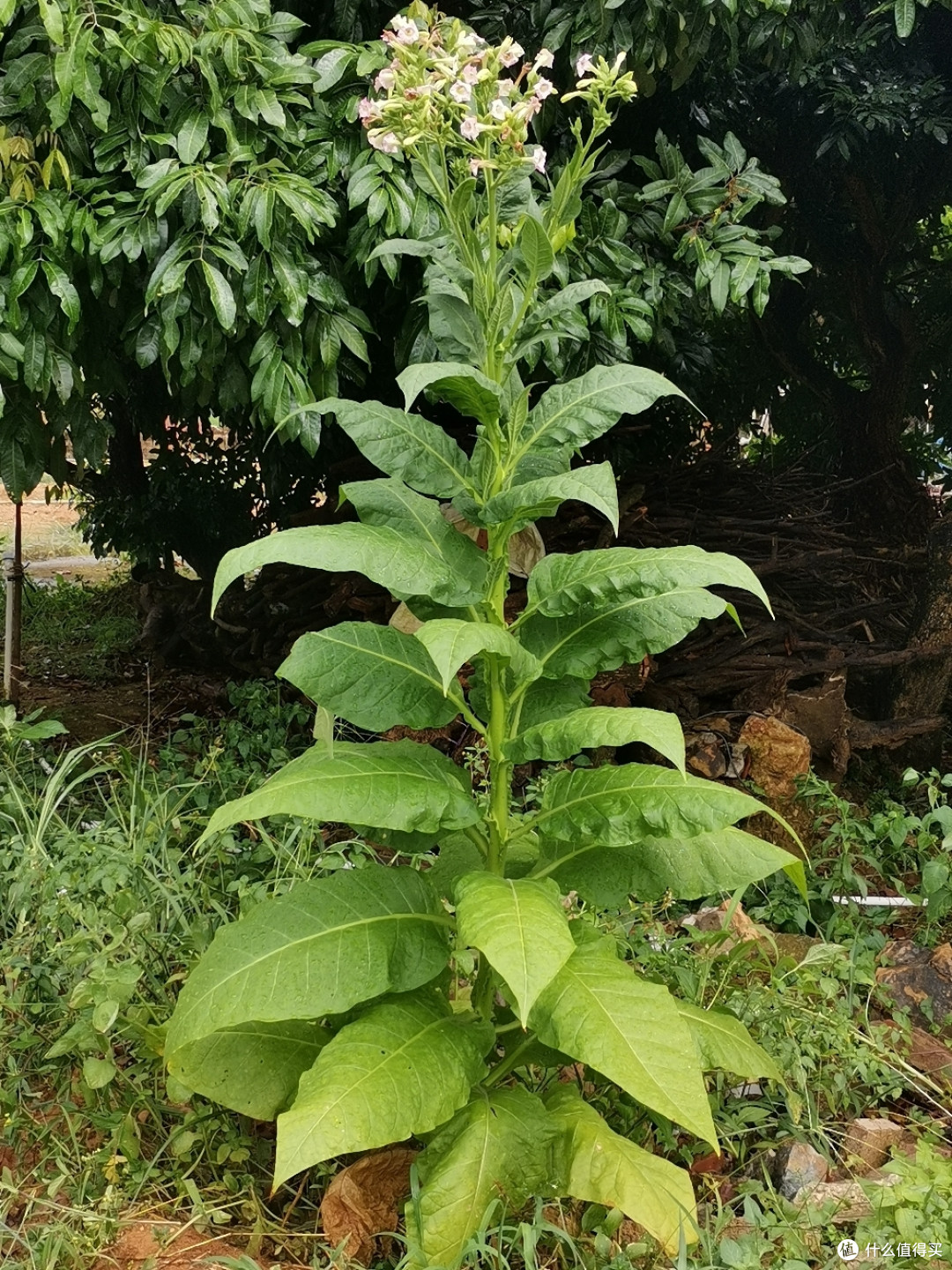 岭南 植物 小览