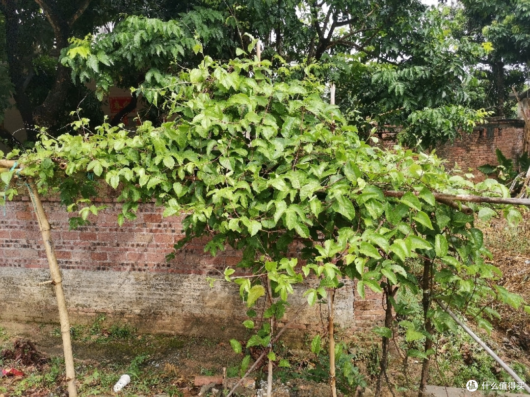 岭南 植物 小览
