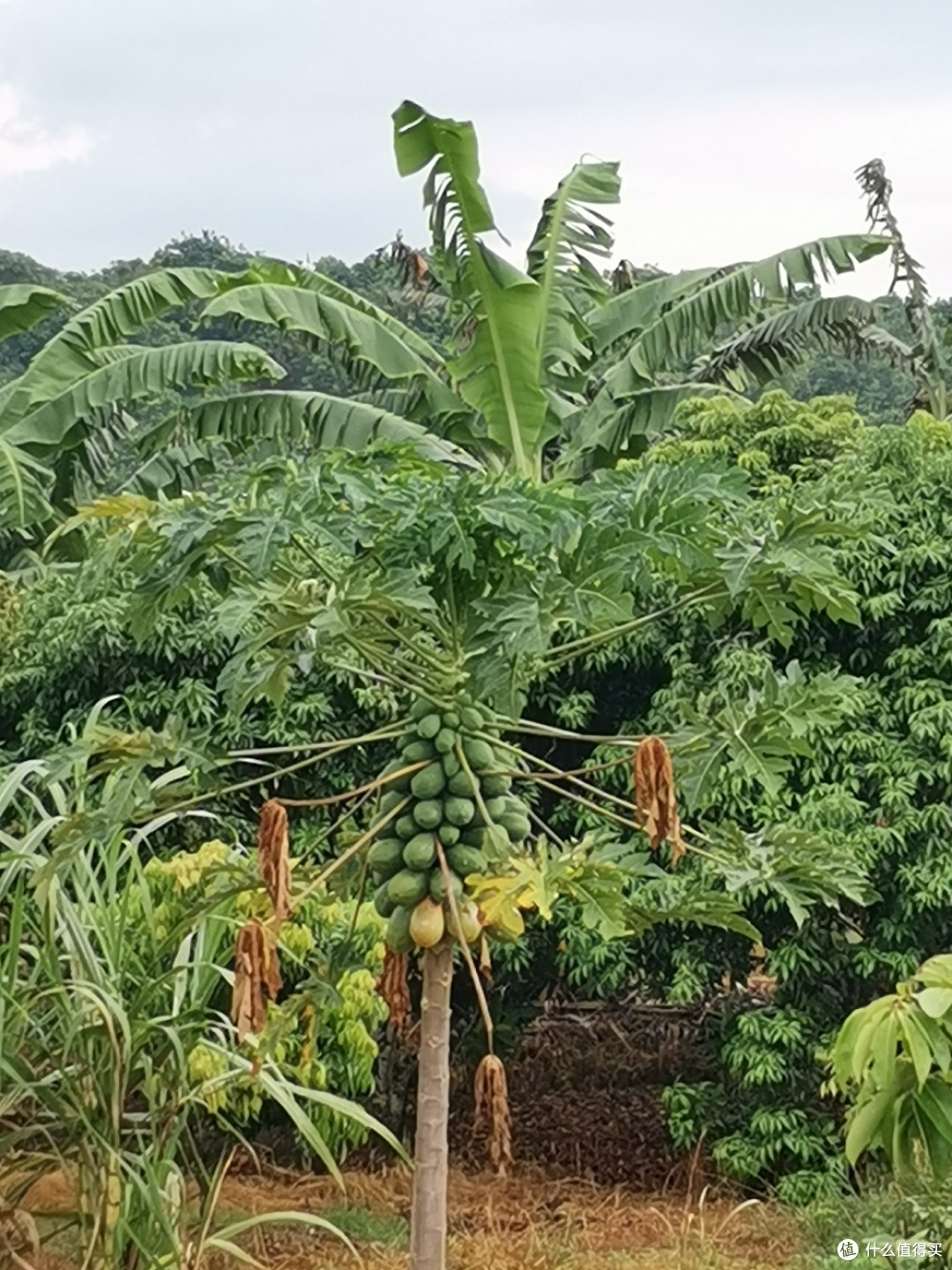 岭南 植物 小览