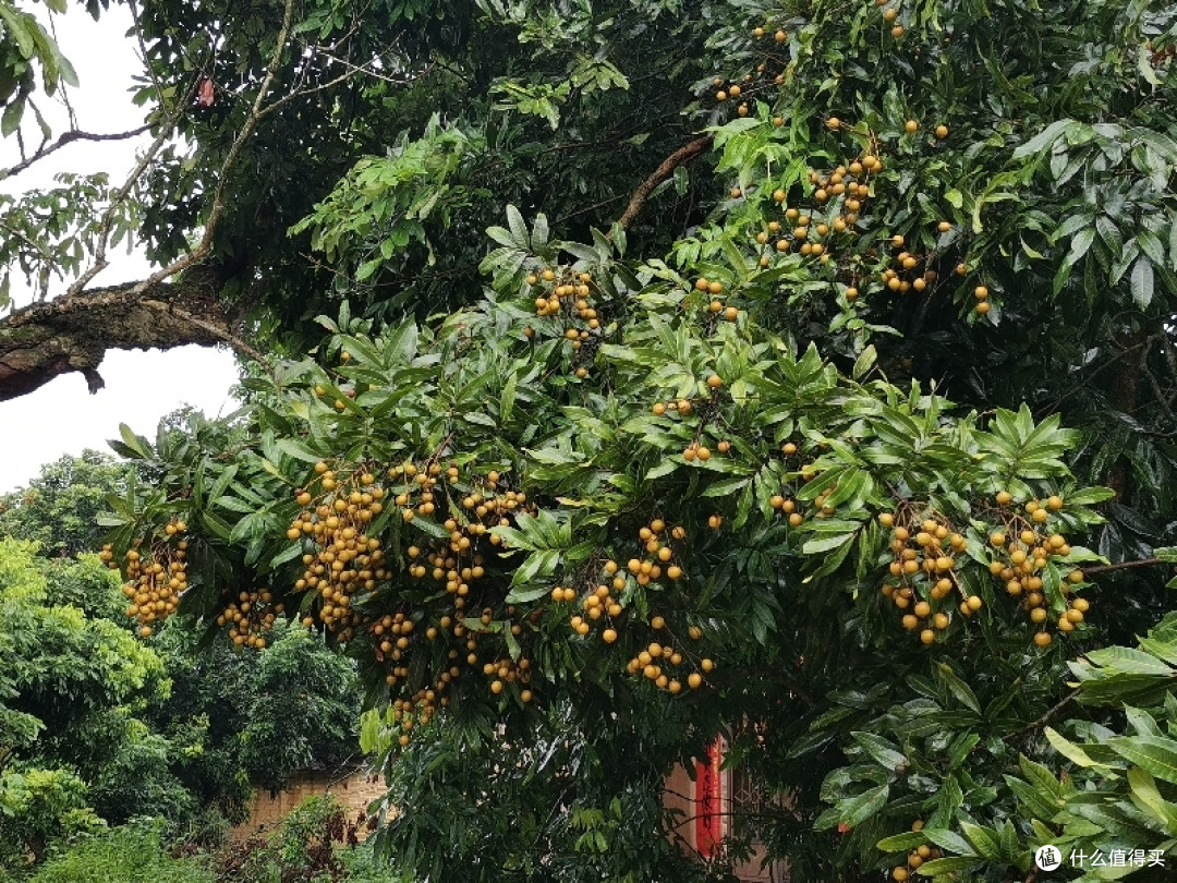岭南 植物 小览