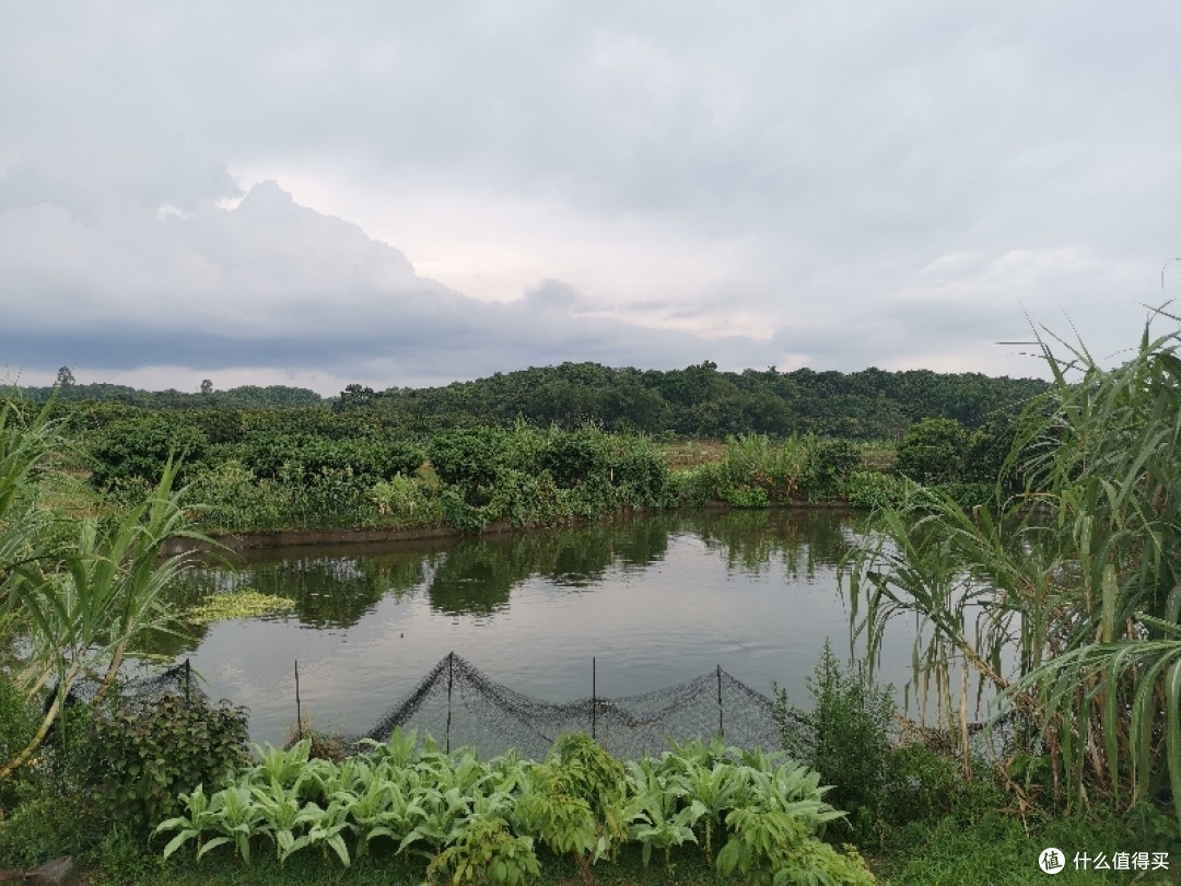 岭南 植物 小览