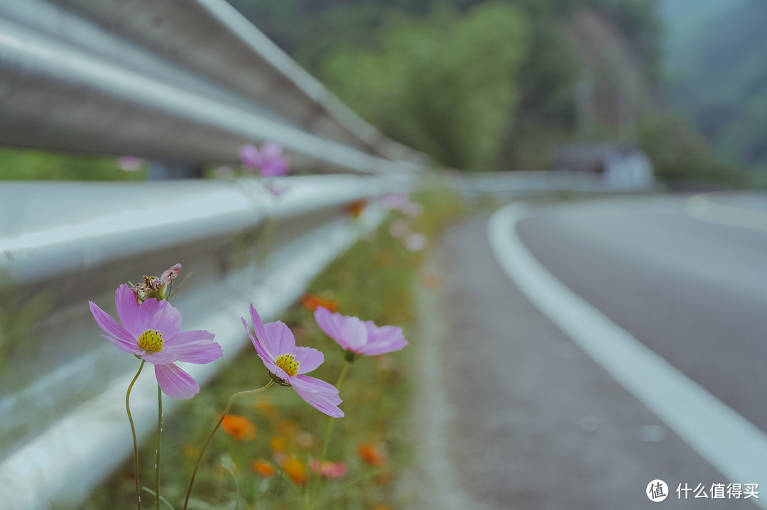 自驾四明山，游走浙江最美盘山路，芦苇、竹林、溪流、古村落