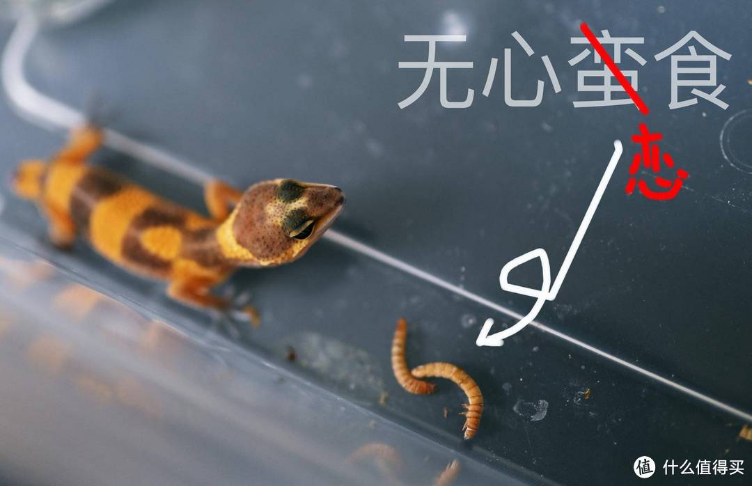 守宫好养吗?七天,守宫小白经历了什么