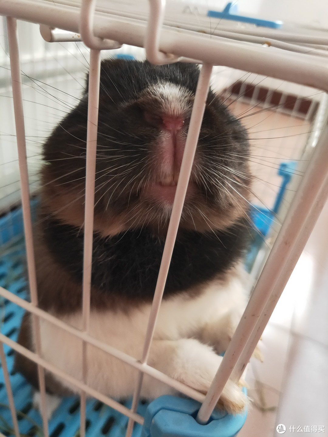 真人秀猫狗小宠,我为什么更推荐你养兔?从喂养难易度、成本、家居环境