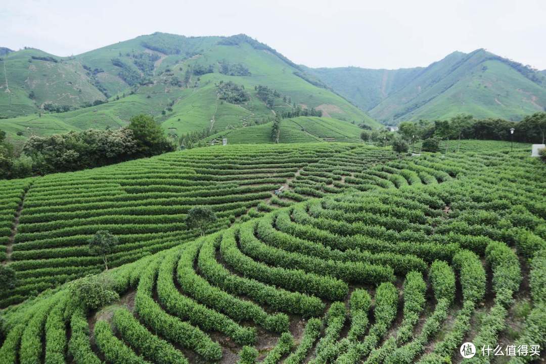 车程2-3小时！探秘茶园仙境！野奢度假酒店——安吉帐篷客到底值不值得住？