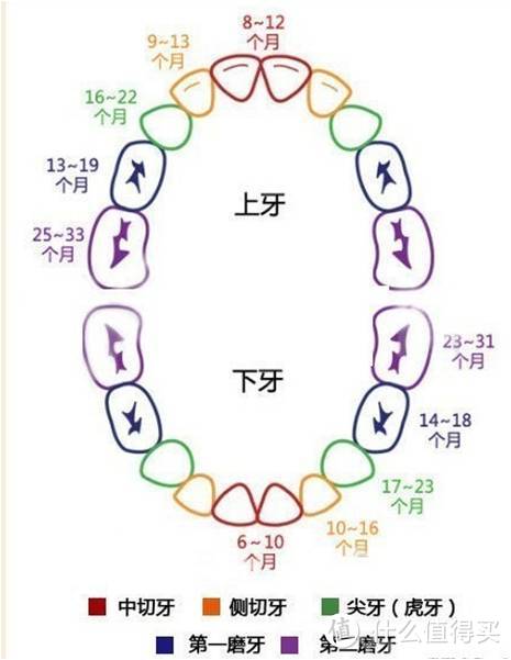 你应该知道这些儿童牙齿小知识！