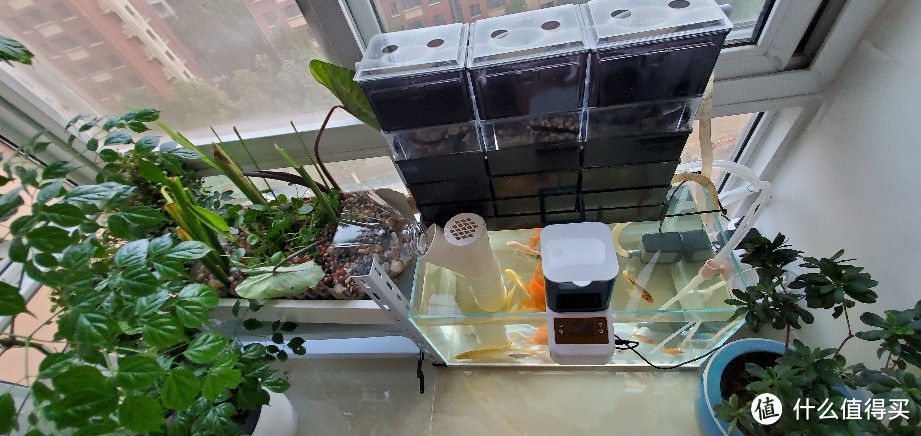 滴滤沼泽过滤反气举一个99块钱的鱼缸所引发的过滤系统的不断升级