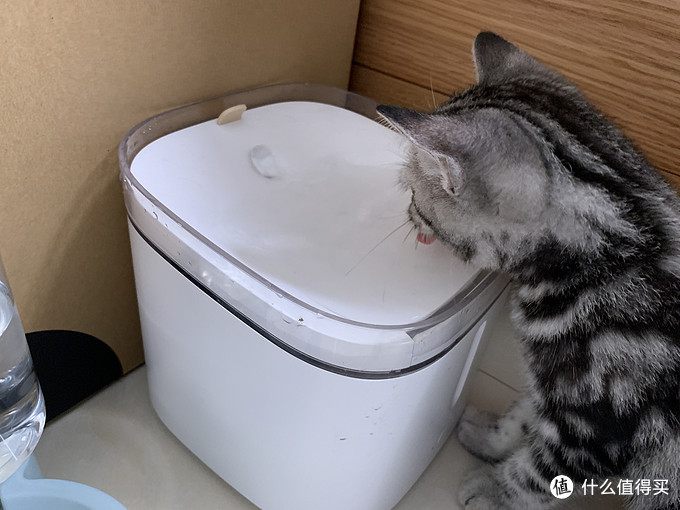让喵星人爱上喝水----京东京造宠物饮水机