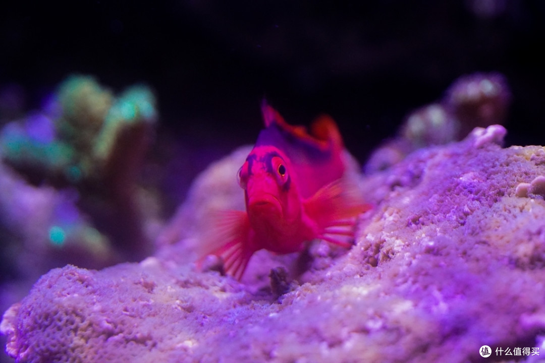 海水水族箱设备推荐及生态系统建立新手教程
