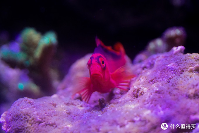 海水水族箱设备推荐及生态系统建立新手教程