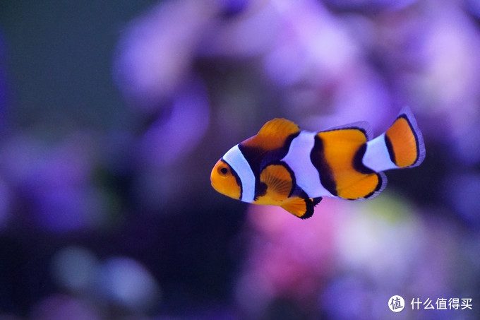 海水水族箱设备推荐及生态系统建立新手教程