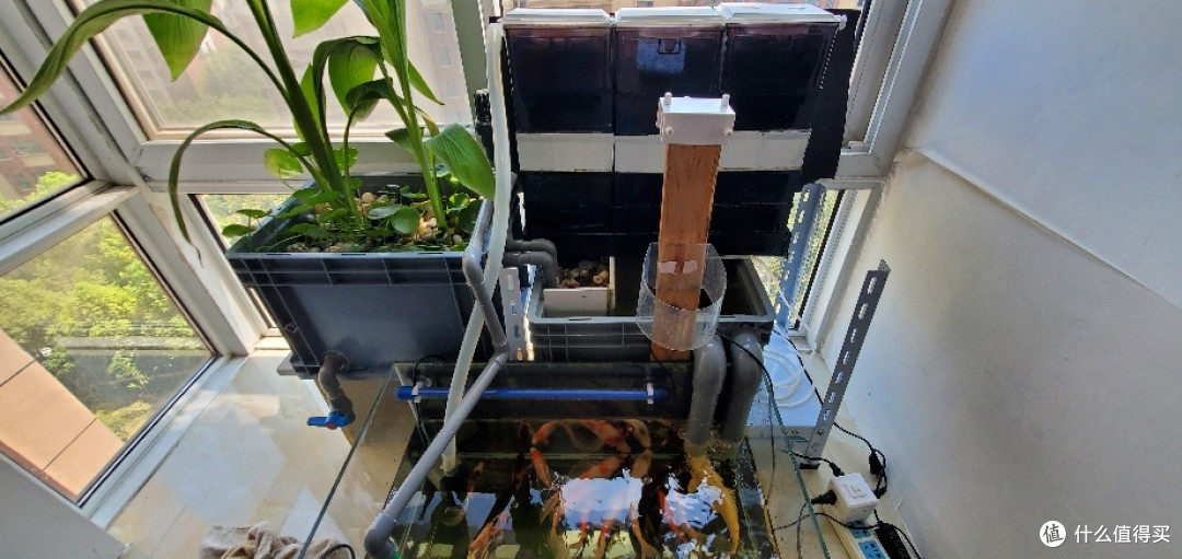 还缸予鱼,鱼缸立体过滤系统搭建完成(篇二)