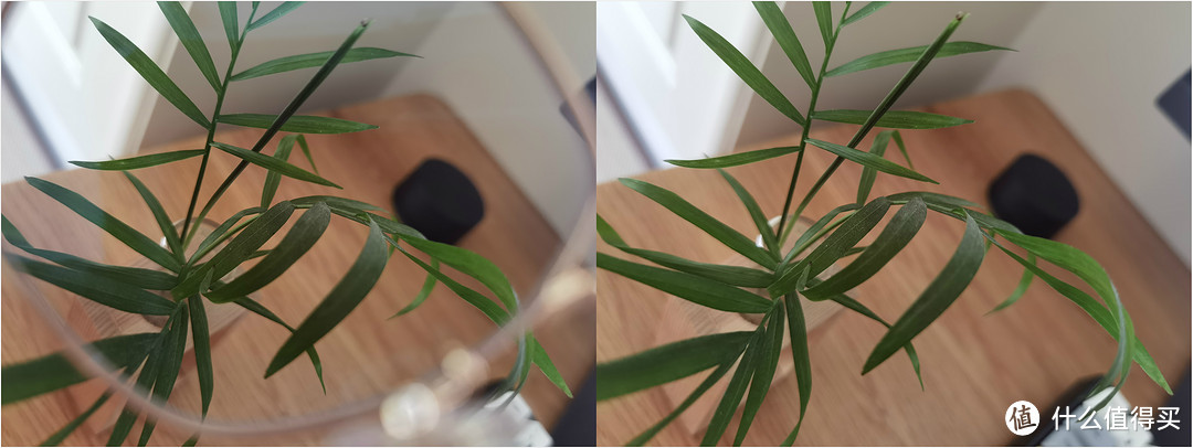 绿色的植物