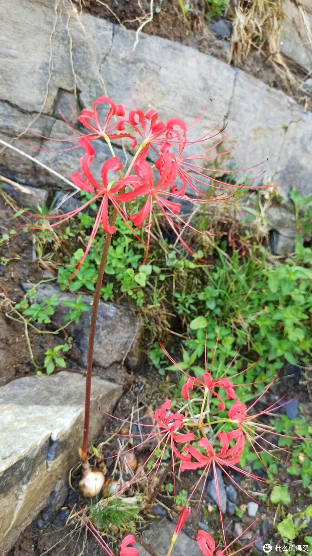 还是摩旅 还是小踏板 还是高温-------浙西天池