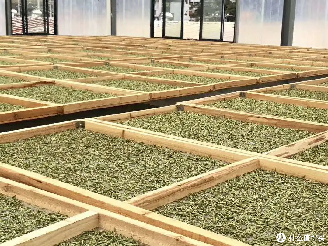 藏茶正当时 | 藏一份能经历岁月的白茶