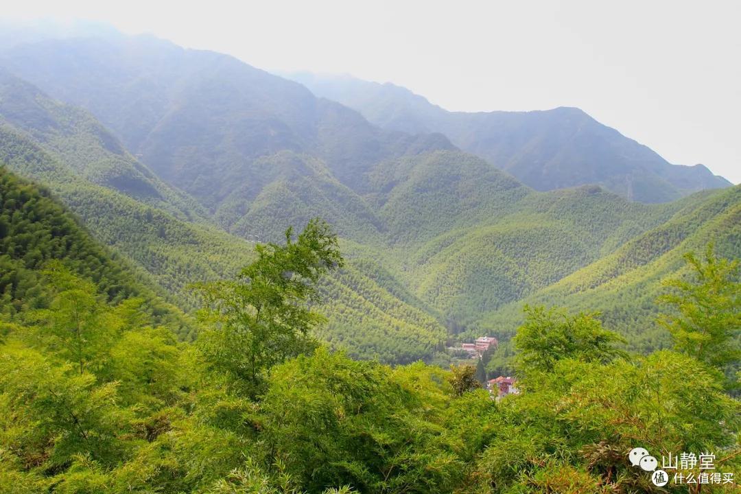 安吉白茶,来自竹林茶海的甘鲜之美