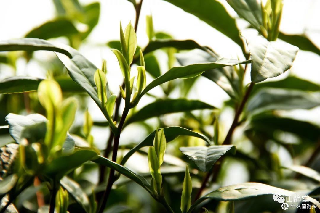 安吉白茶,来自竹林茶海的甘鲜之美