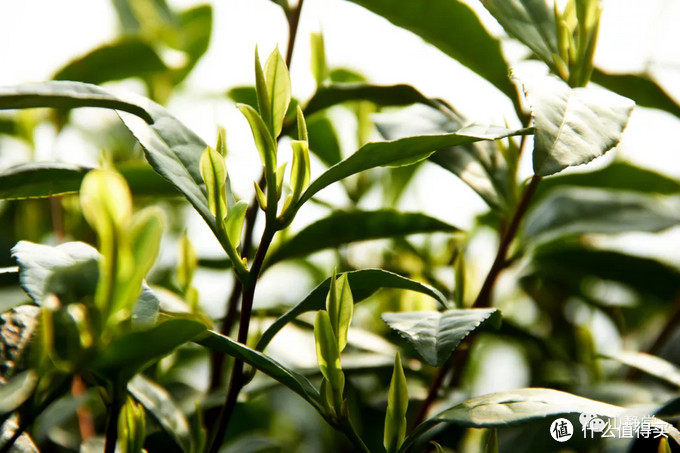 安吉白茶，来自竹林茶海的甘鲜之美