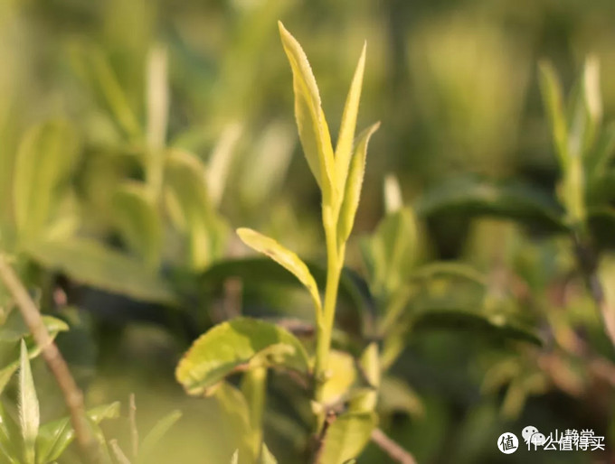 安吉白茶，来自竹林茶海的甘鲜之美