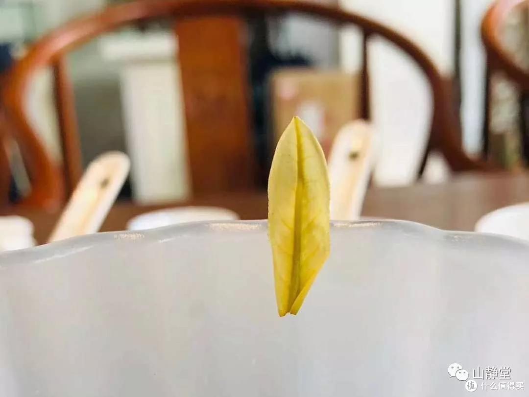 安吉白茶,来自竹林茶海的甘鲜之美
