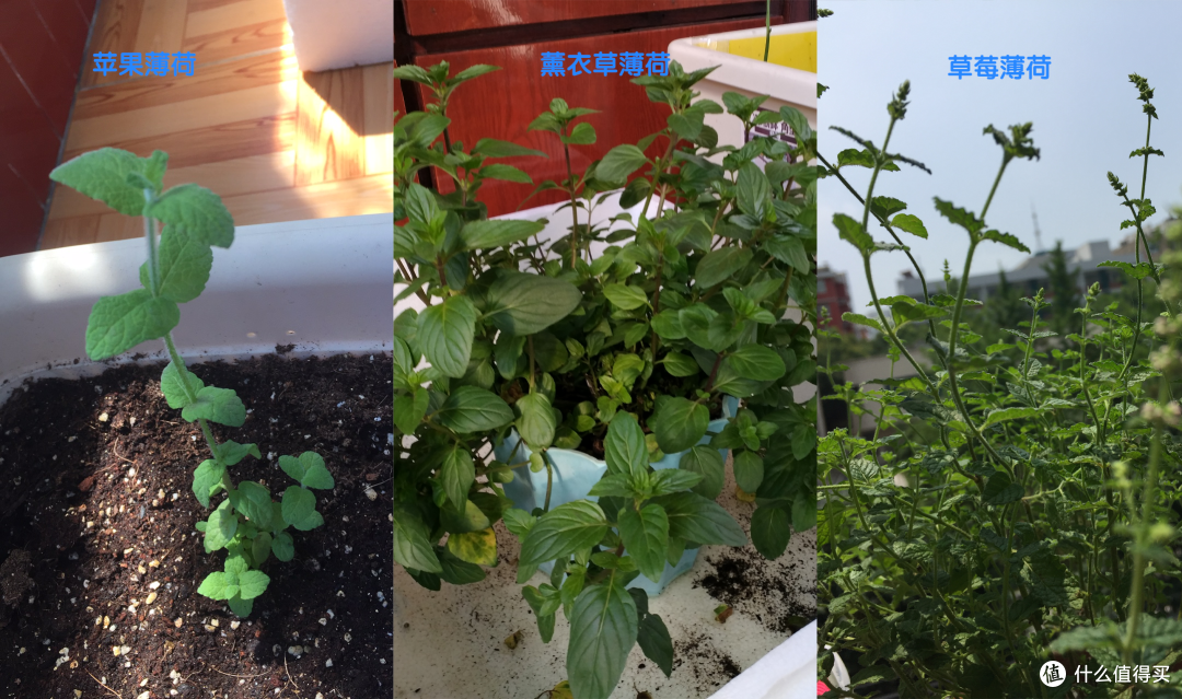 从零开始种植 03 种植环境与新手植物推荐