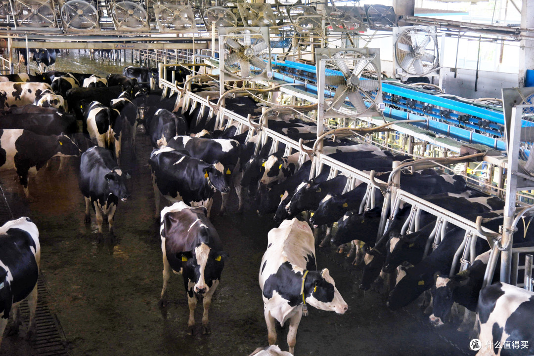 探究原奶产地追溯制作细节伊利敕勒川牧场亲子之旅