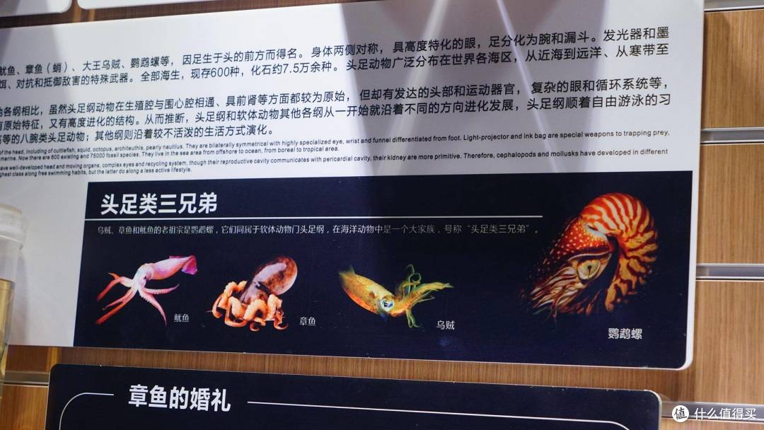 免费属性——青岛水族馆游记