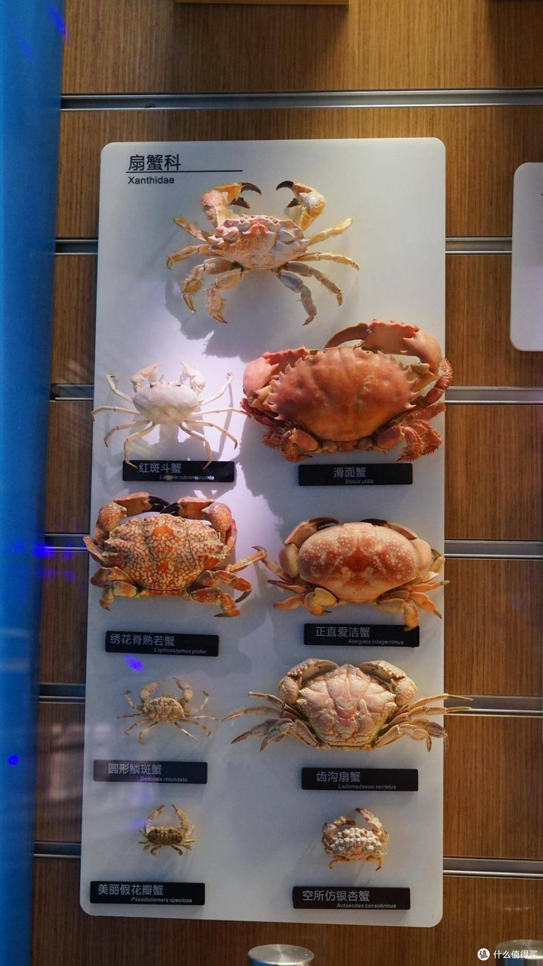 免费属性——青岛水族馆游记
