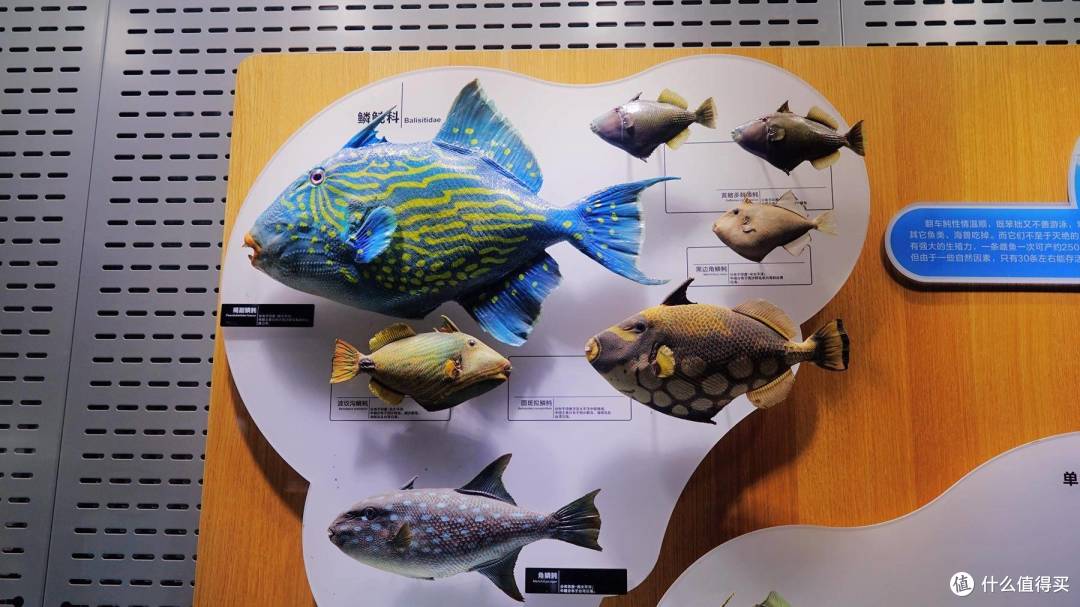 免费属性——青岛水族馆游记