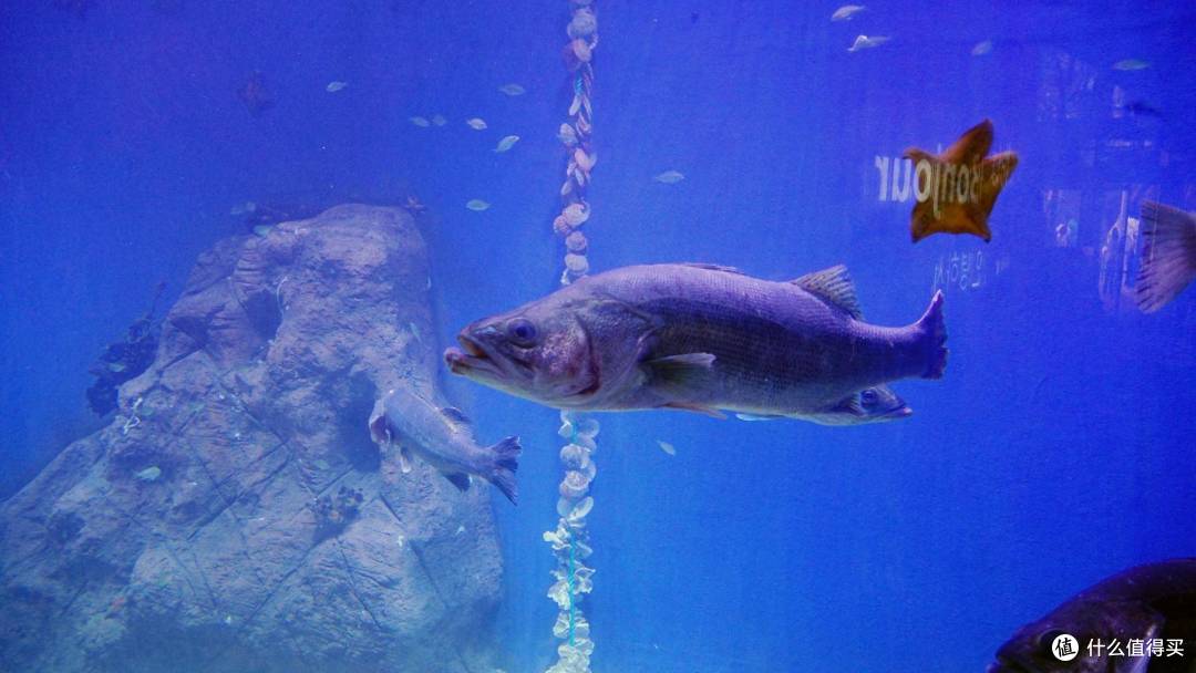 免费属性——青岛水族馆游记