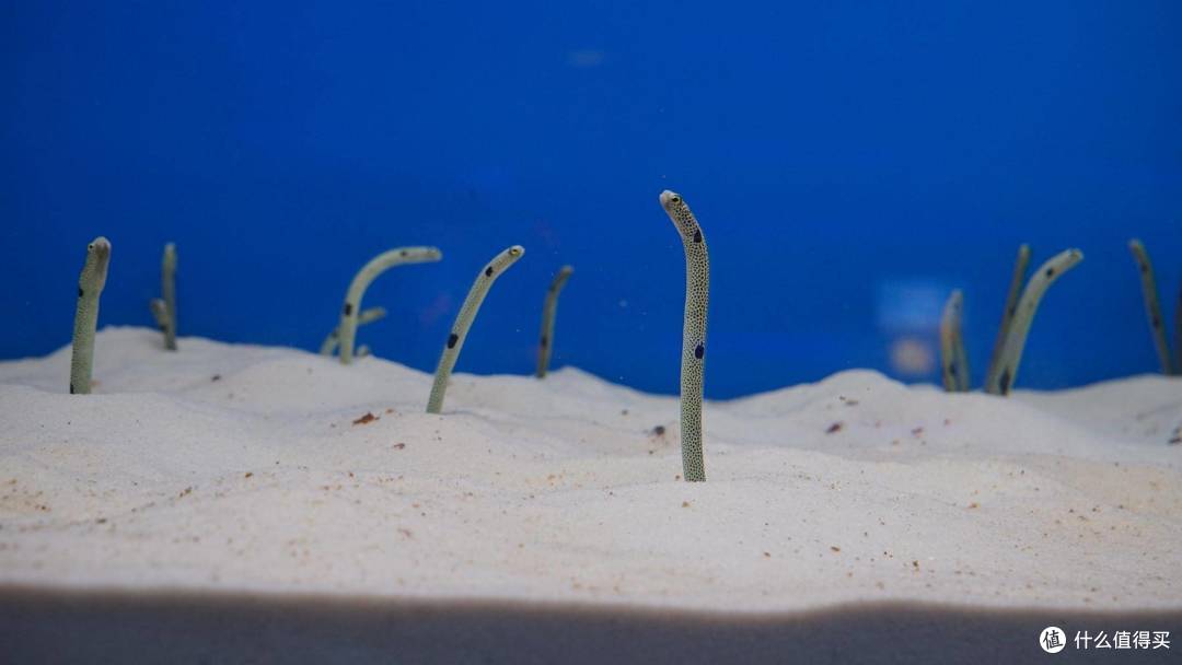 免费属性——青岛水族馆游记