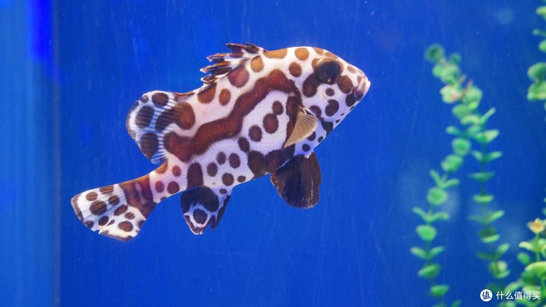 免费属性——青岛水族馆游记