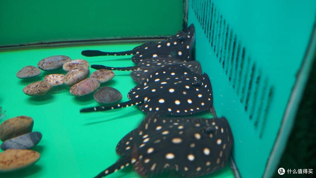 免费属性——青岛水族馆游记