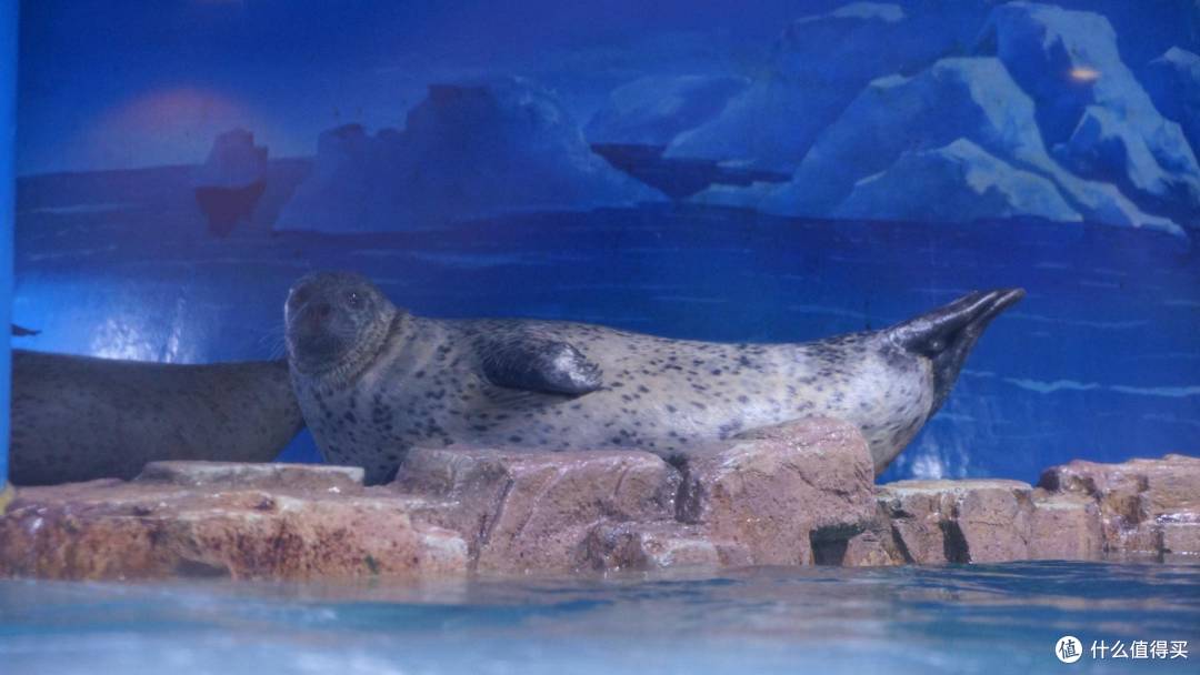 免费属性——青岛水族馆游记