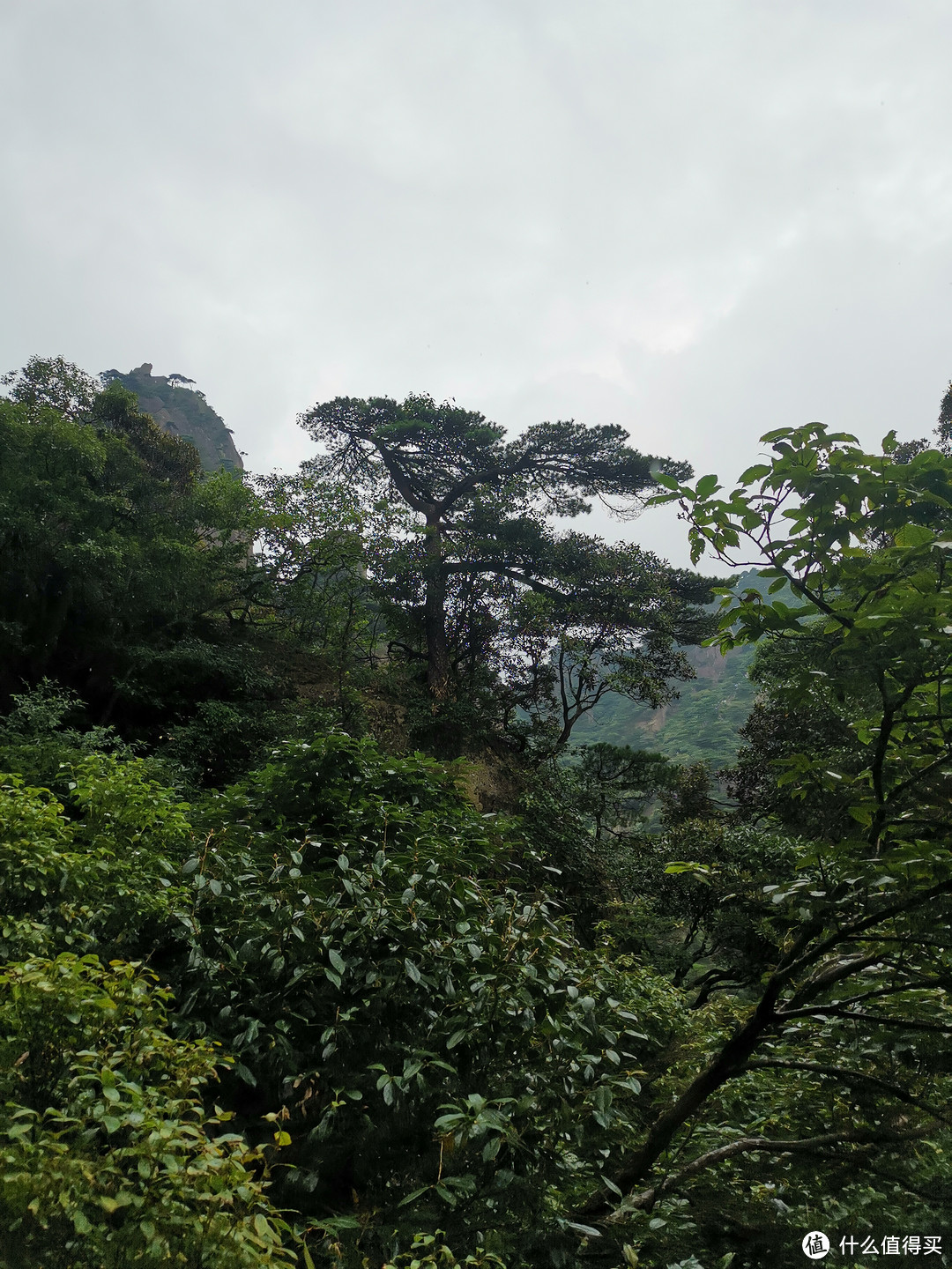 说走就走的旅行--带孩子游玩三清山（魔都出发）