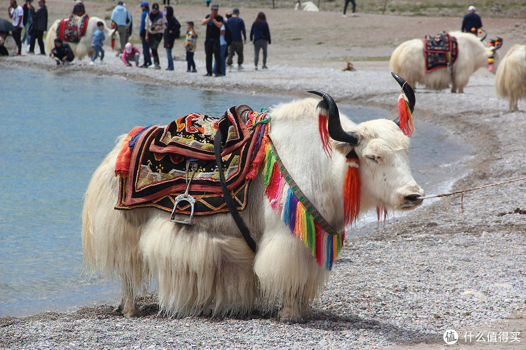 穷游西藏——川进青出11天游记