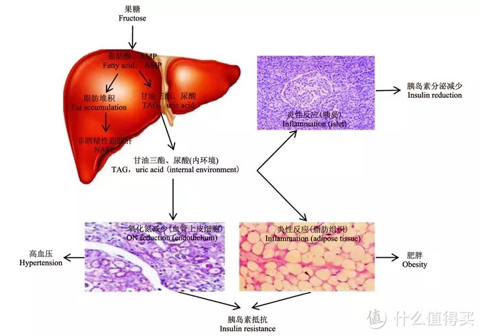 果糖比白糖更可怕？水果真的不能吃？关于果糖，你必须了解这些