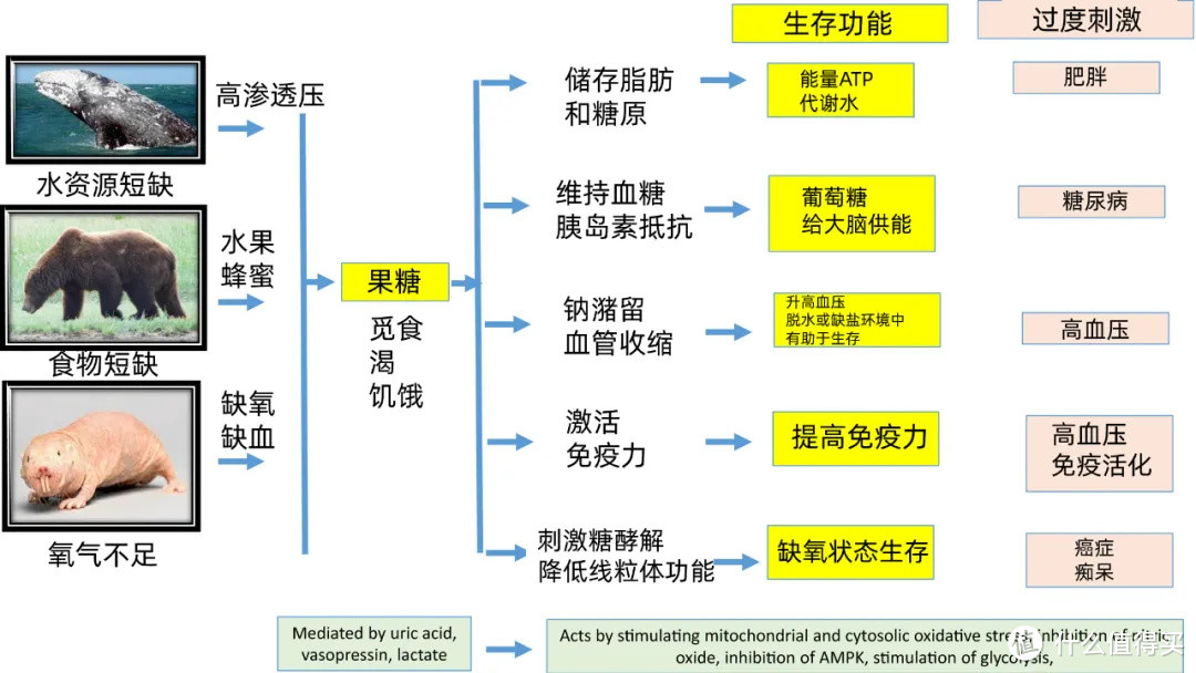 果糖比白糖更可怕?水果真的不能吃?关于果糖,你必须了解这些
