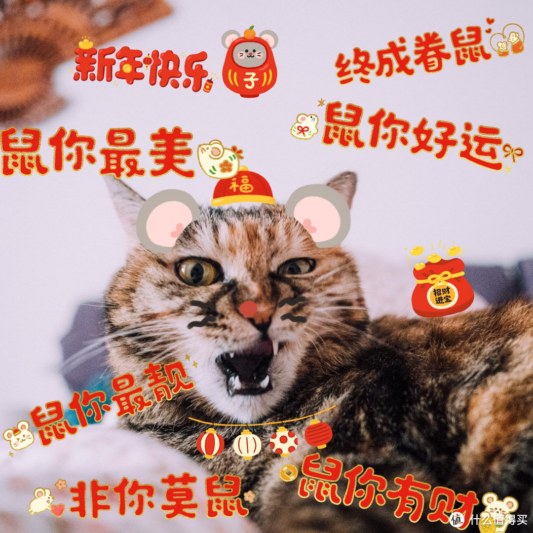 看我用手机拍出好看的小猫咪