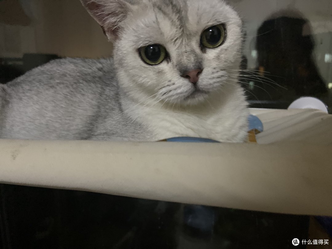 许你一个辽阔的世界-窗户上的猫咪观景台