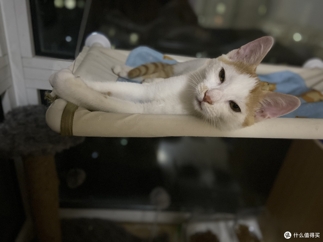 许你一个辽阔的世界-窗户上的猫咪观景台