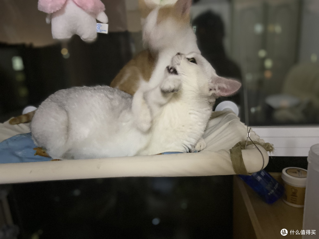 许你一个辽阔的世界-窗户上的猫咪观景台