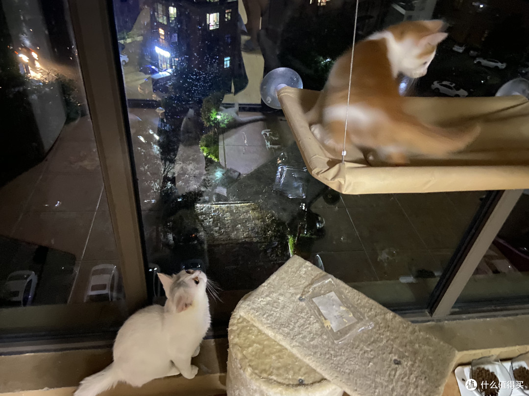 许你一个辽阔的世界-窗户上的猫咪观景台