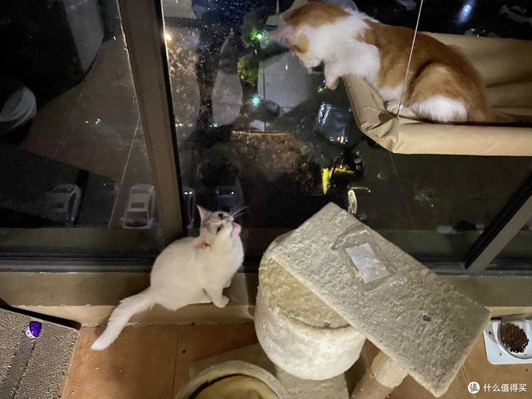 许你一个辽阔的世界-窗户上的猫咪观景台