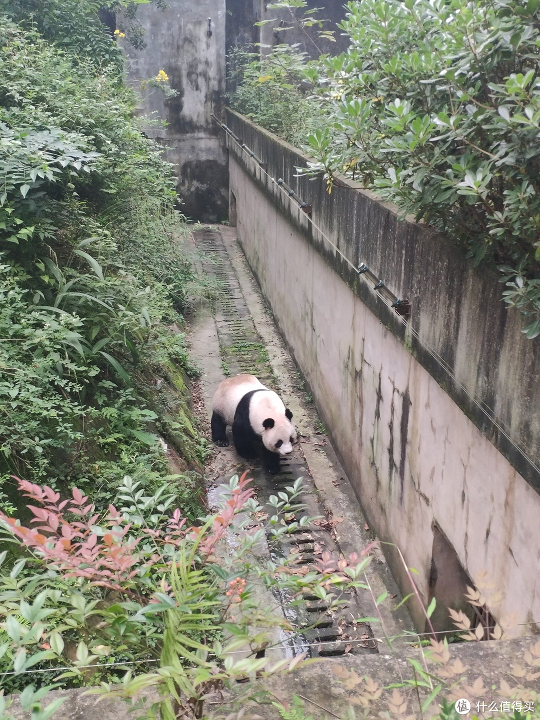 来张彩色照呗，“不行，不行，你只能照黑白照。”