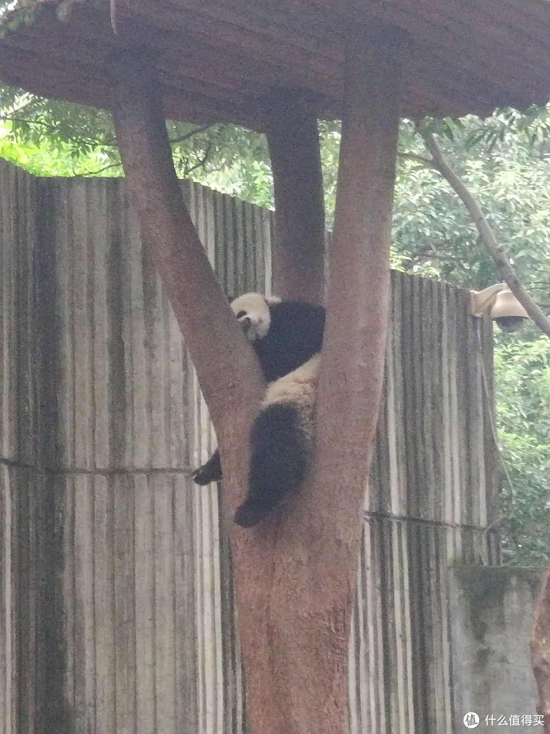 别打扰我，这个姿势我才睡的香，我不是在睡觉，就是在睡觉的路上，不，还有吃竹子。