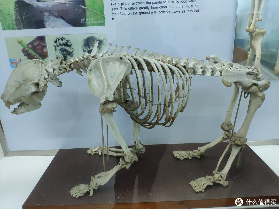 不看不知道，一看不得了。原来熊猫的骨架是这样的。脖子还挺长，一只以为熊猫没脖子