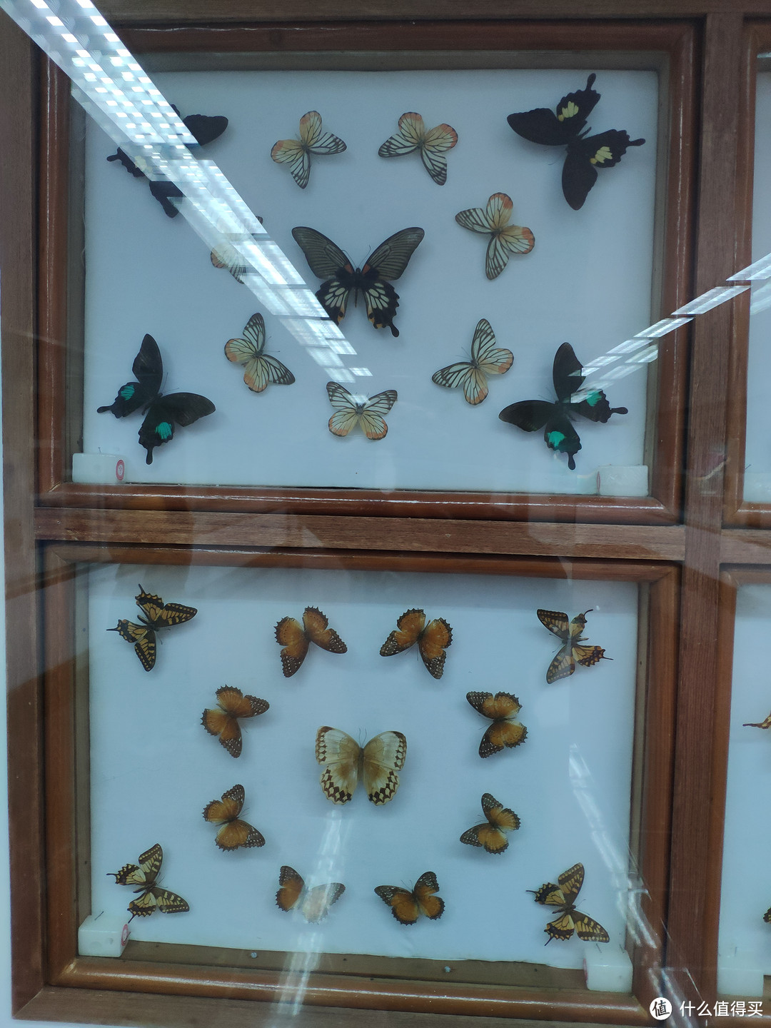 大熊猫基地还有个蝴蝶展，上千种蝴蝶标本，也可以参观一下。